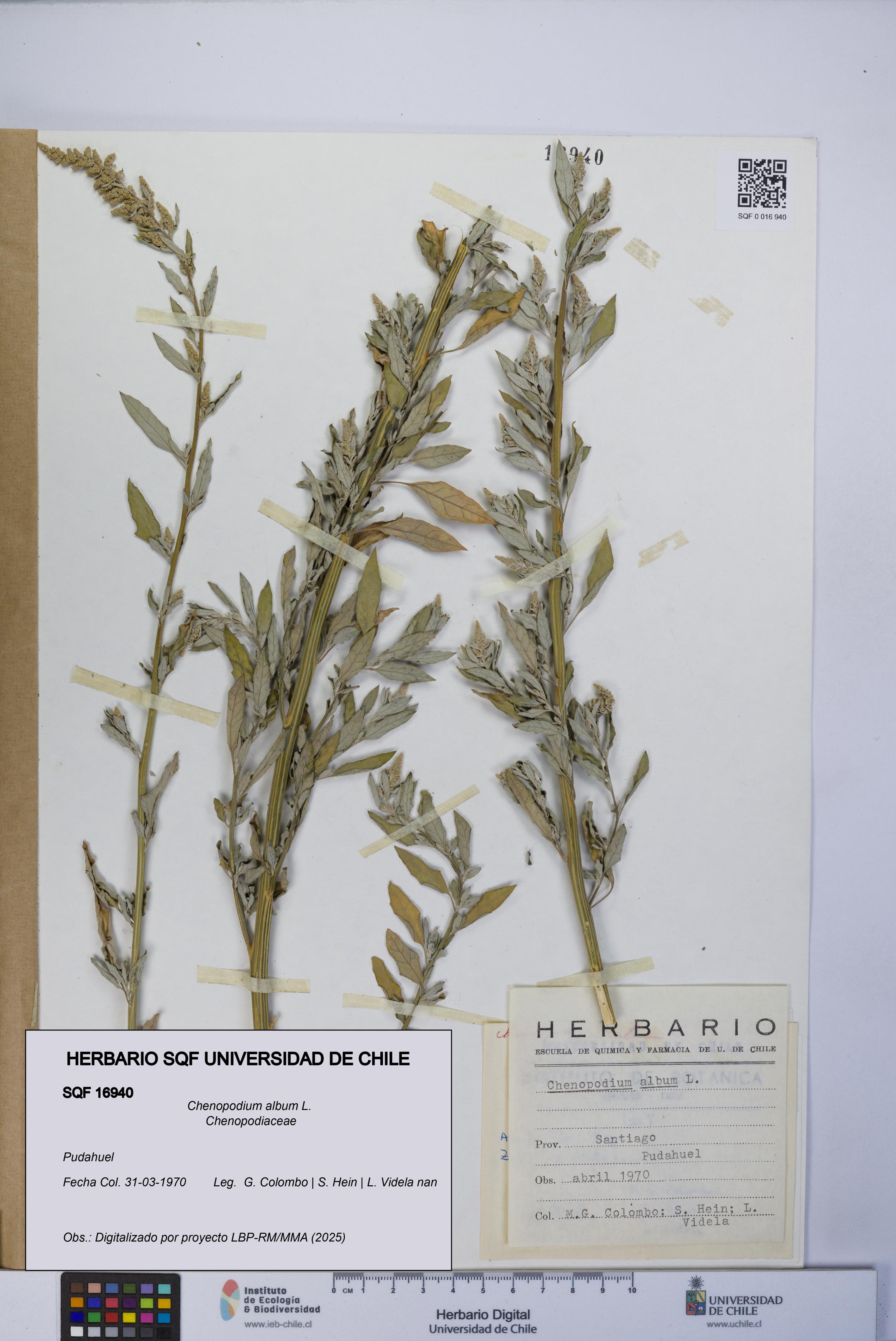 Chenopodium album [Espécimen: UCH:SQF:0016940]