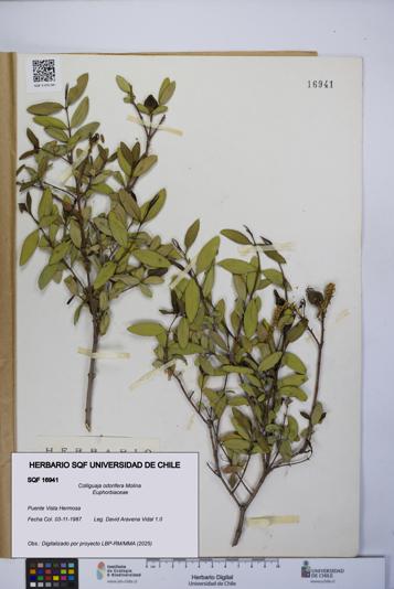 Colliguaja odorifera [Espécimen: UCH:SQF:0016941]