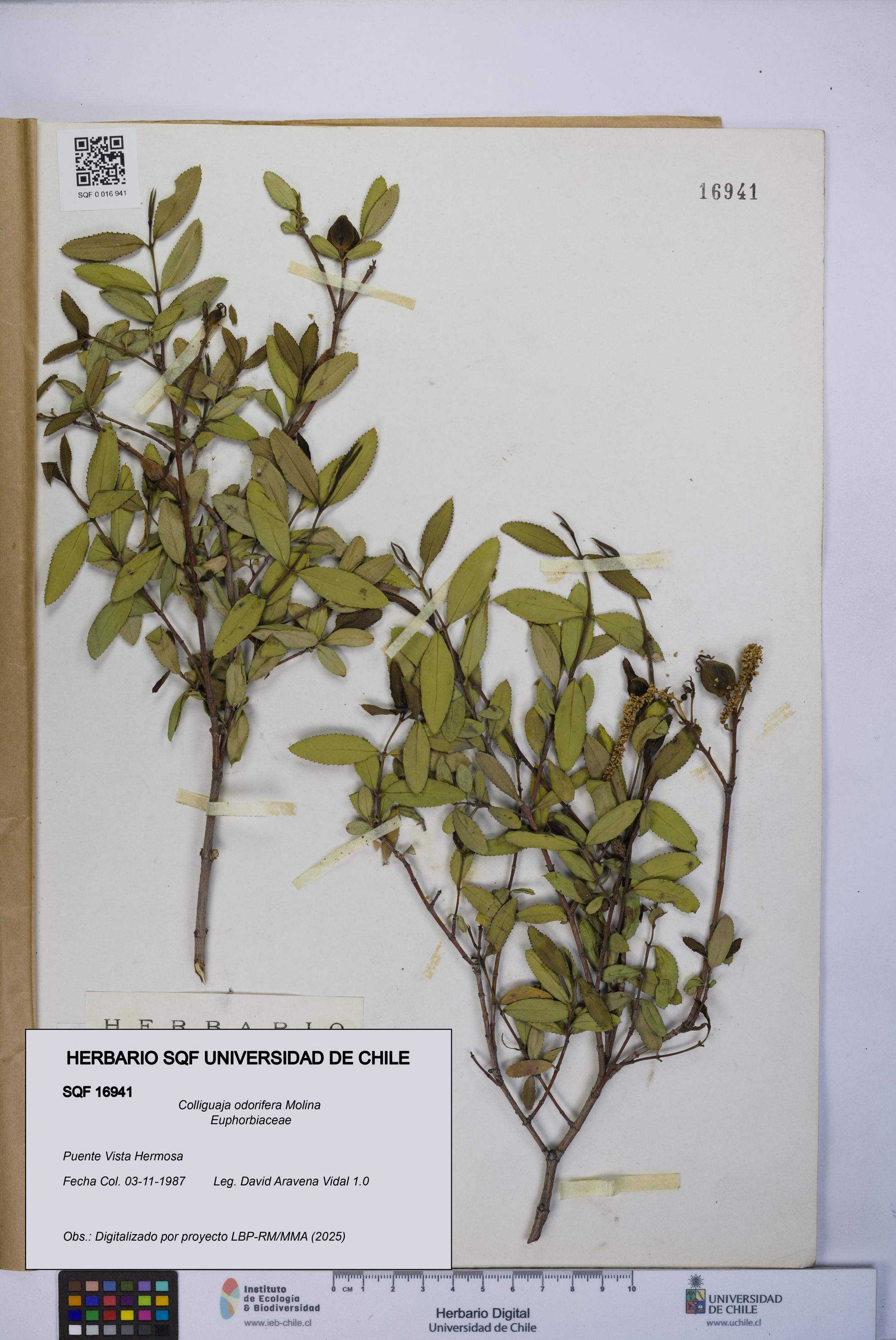 Colliguaja odorifera [Espécimen: UCH:SQF:0016941]