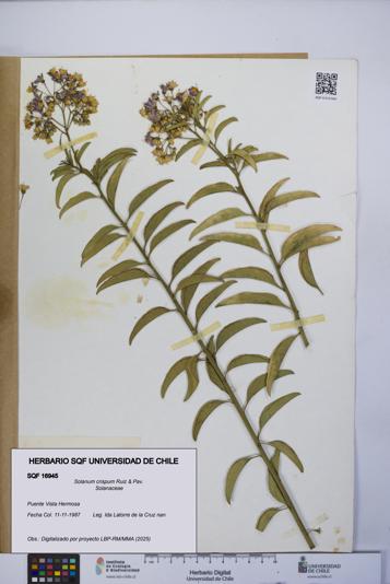 Solanum crispum [Espécimen: UCH:SQF:0016945]