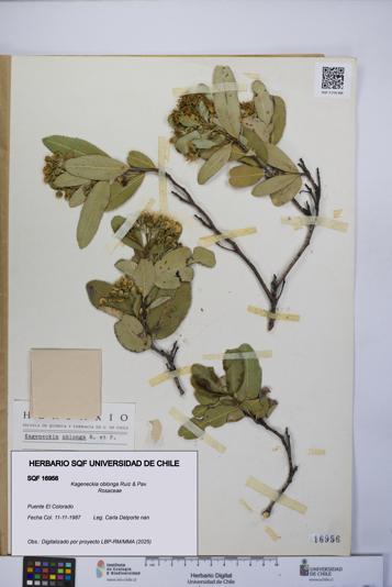 Kageneckia oblonga [Espécimen: UCH:SQF:0016956]