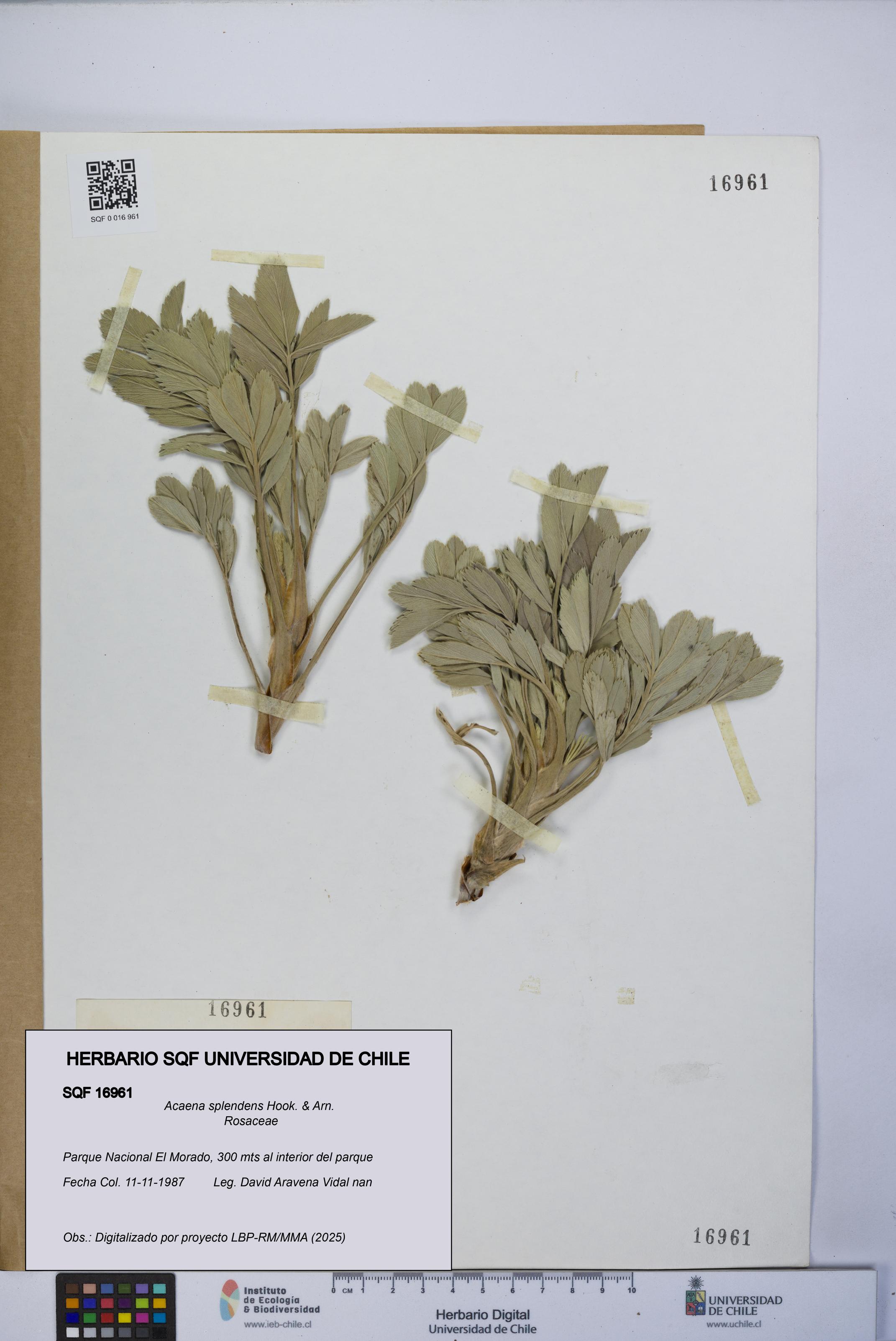 Acaena splendens [Espécimen: UCH:SQF:0016961]