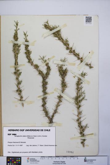 Tetraglochin alata [Espécimen: UCH:SQF:0016964]