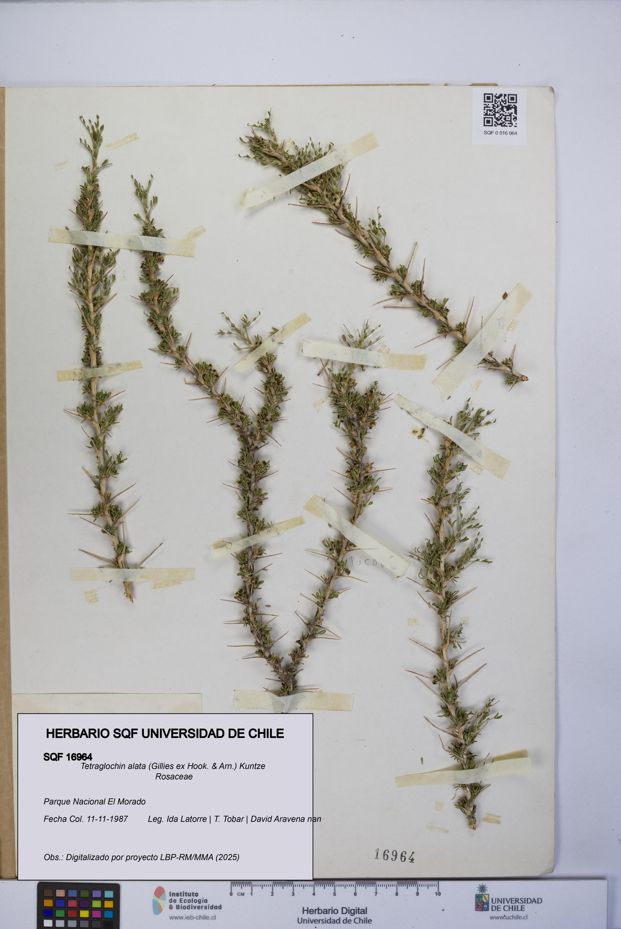 Tetraglochin alata [Espécimen: UCH:SQF:0016964]