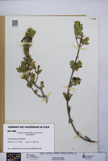 Guindilia trinervis [Espécimen: UCH:SQF:0016966]