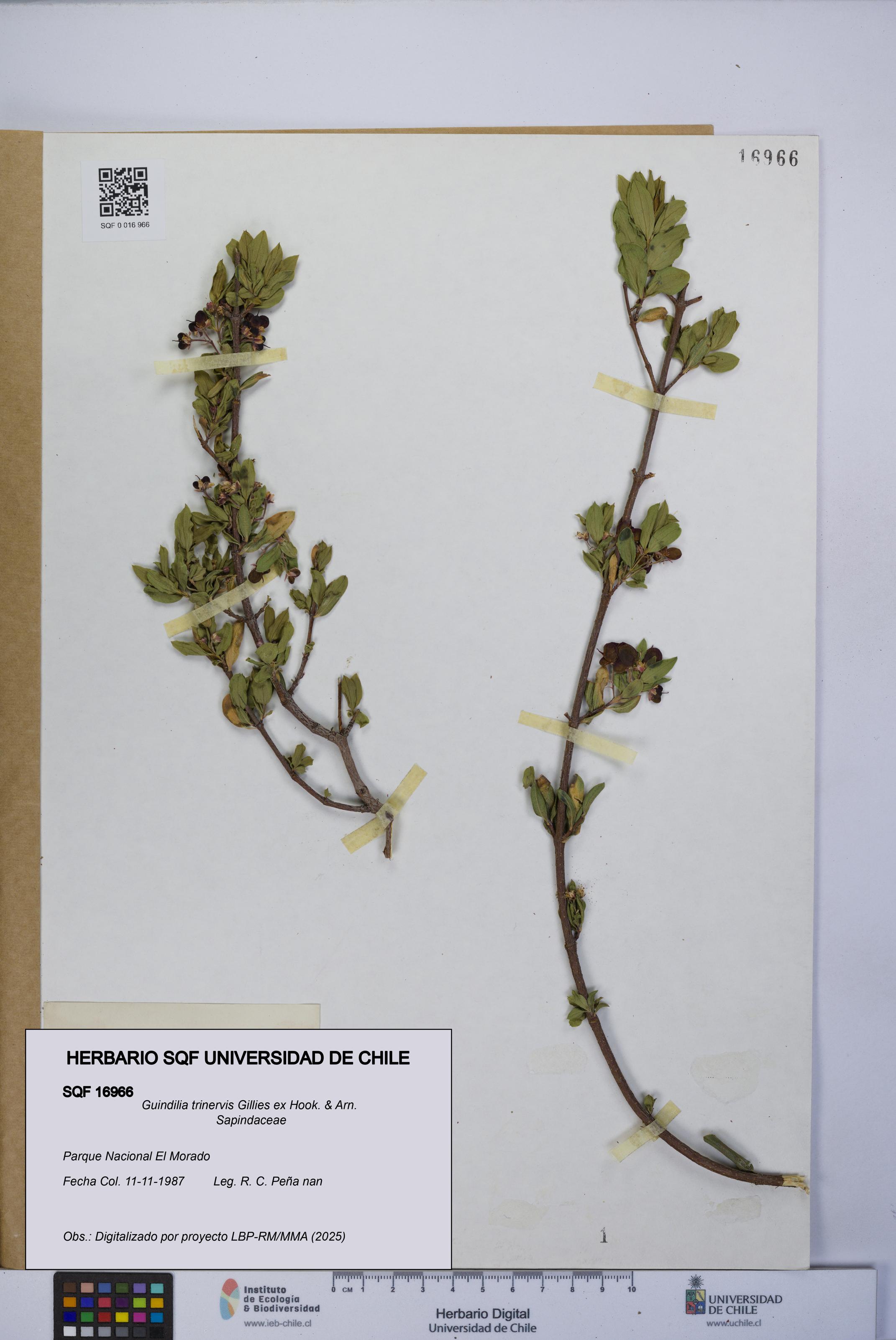 Guindilia trinervis [Espécimen: UCH:SQF:0016966]