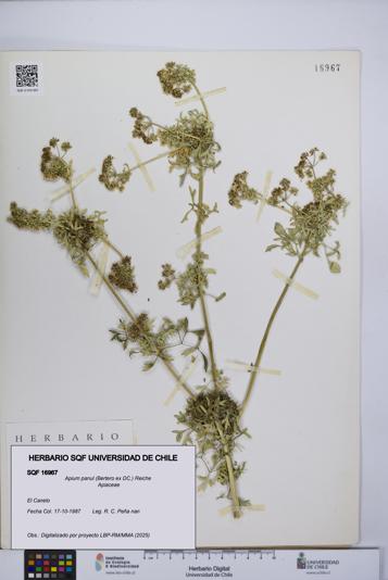 Apium panul [Espécimen: UCH:SQF:0016967]