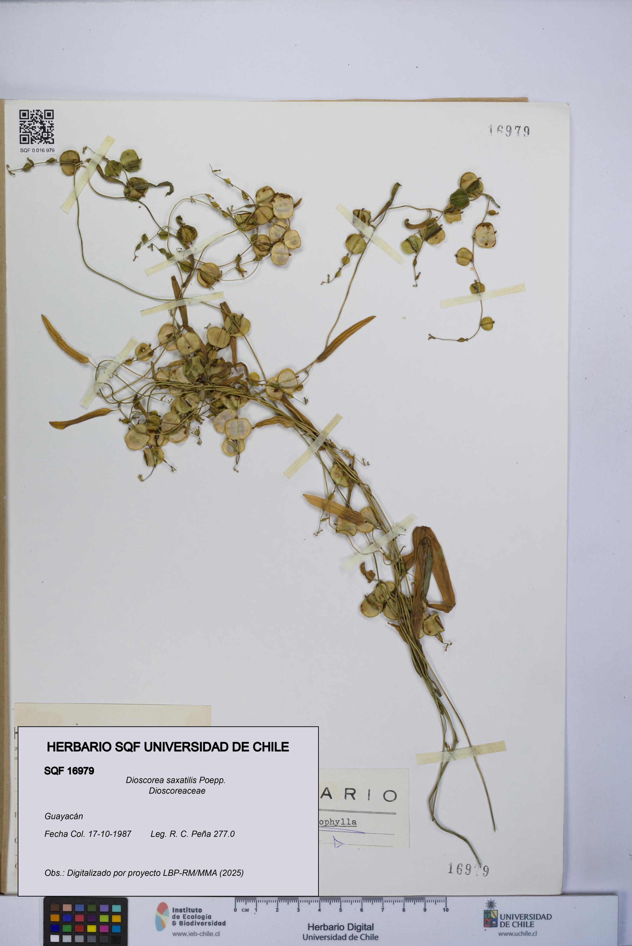 Dioscorea saxatilis [Espécimen: UCH:SQF:0016979]