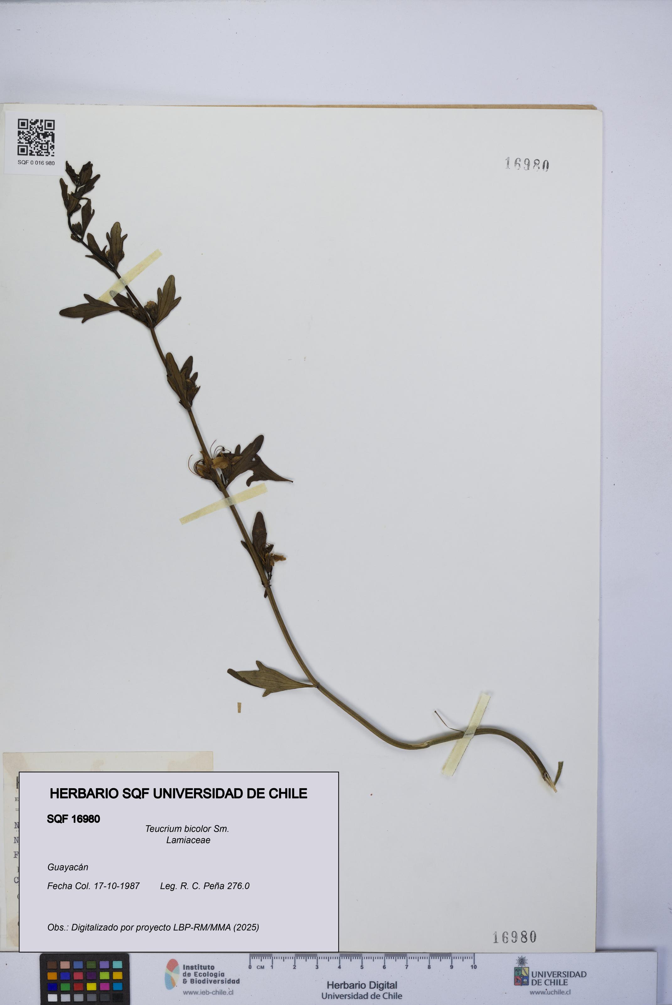 Teucrium bicolor [Espécimen: UCH:SQF:0016980]