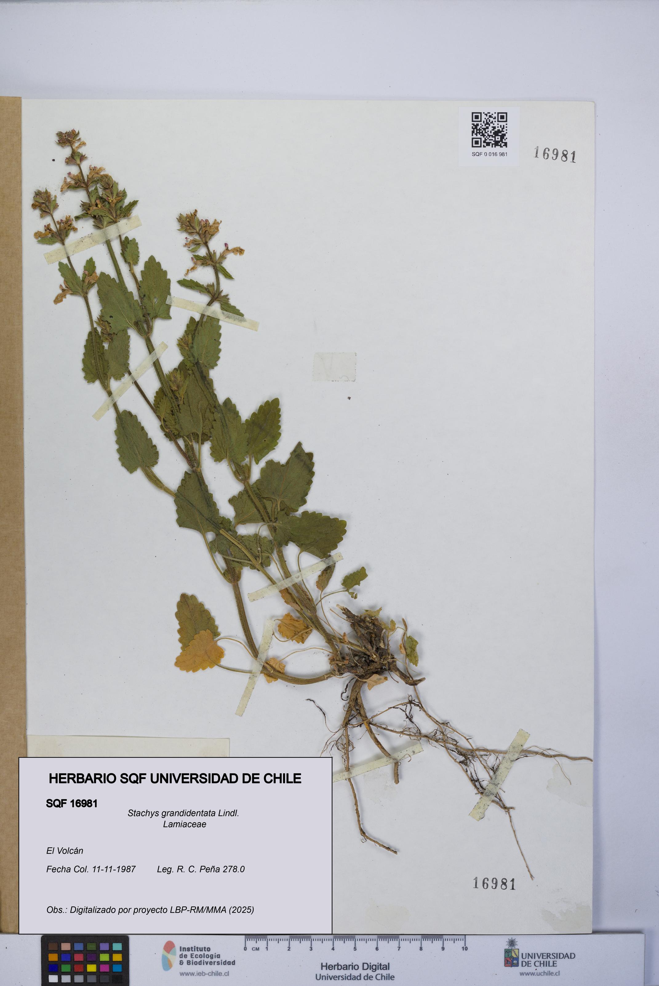Stachys grandidentata [Espécimen: UCH:SQF:0016981]