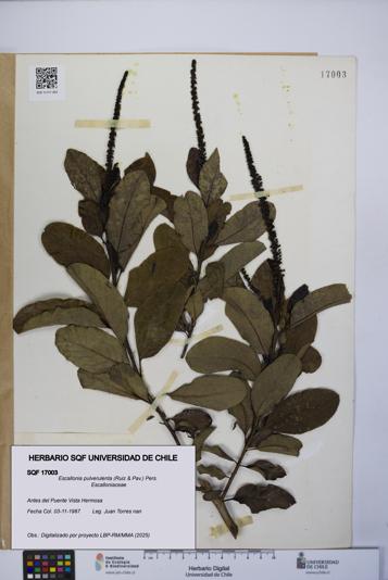 Escallonia pulverulenta [Espécimen: UCH:SQF:0017003]