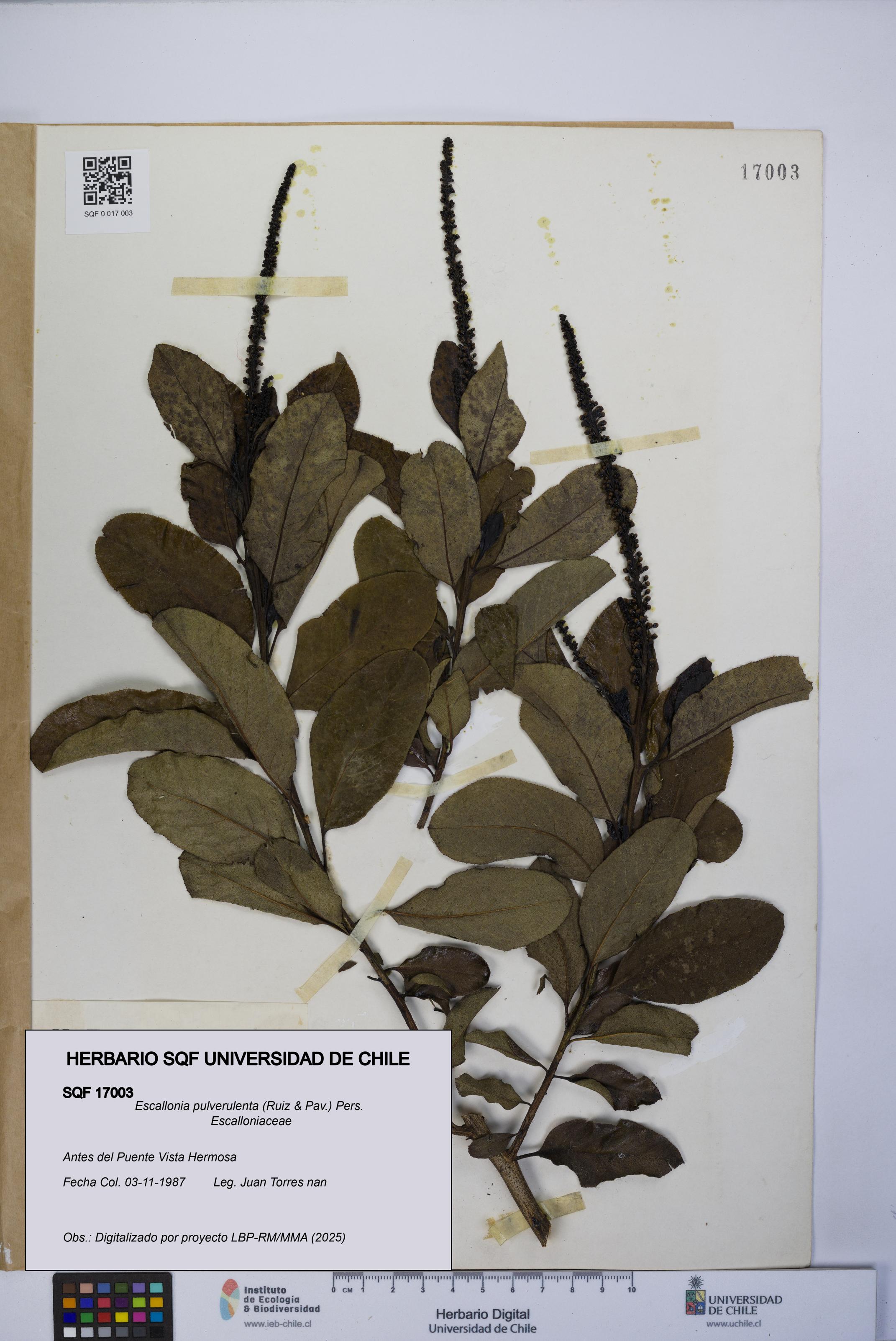 Escallonia pulverulenta [Espécimen: UCH:SQF:0017003]