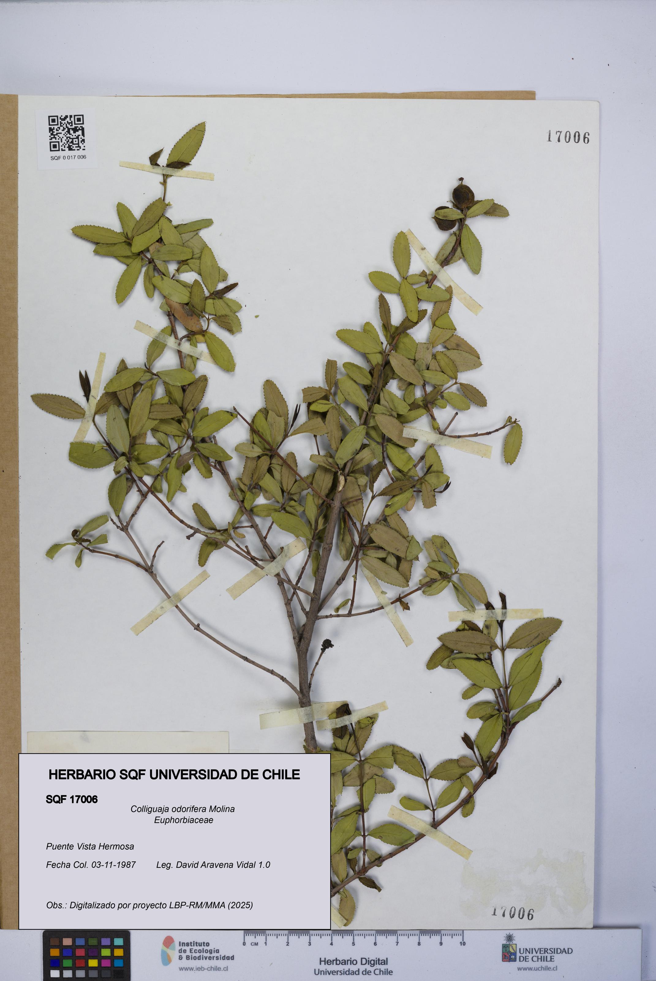 Colliguaja odorifera [Espécimen: UCH:SQF:0017006]