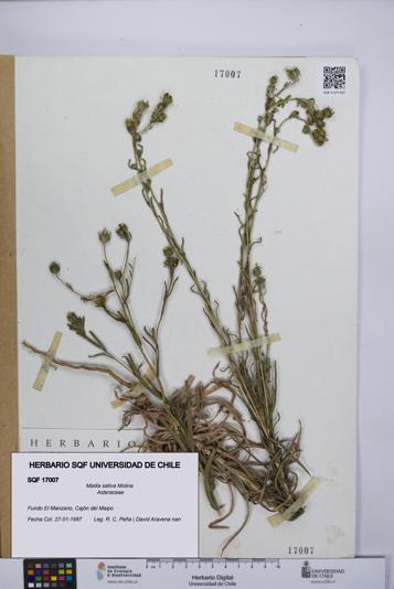 Madia sativa [Espécimen: UCH:SQF:0017007]