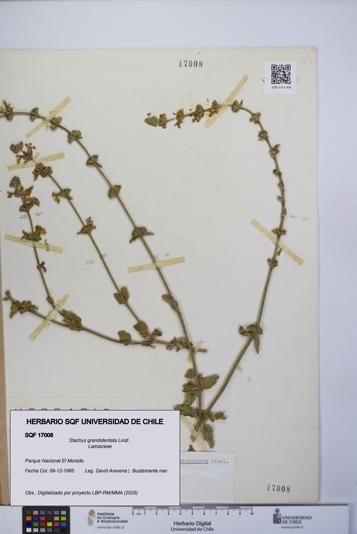 Stachys grandidentata [Espécimen: UCH:SQF:0017008]