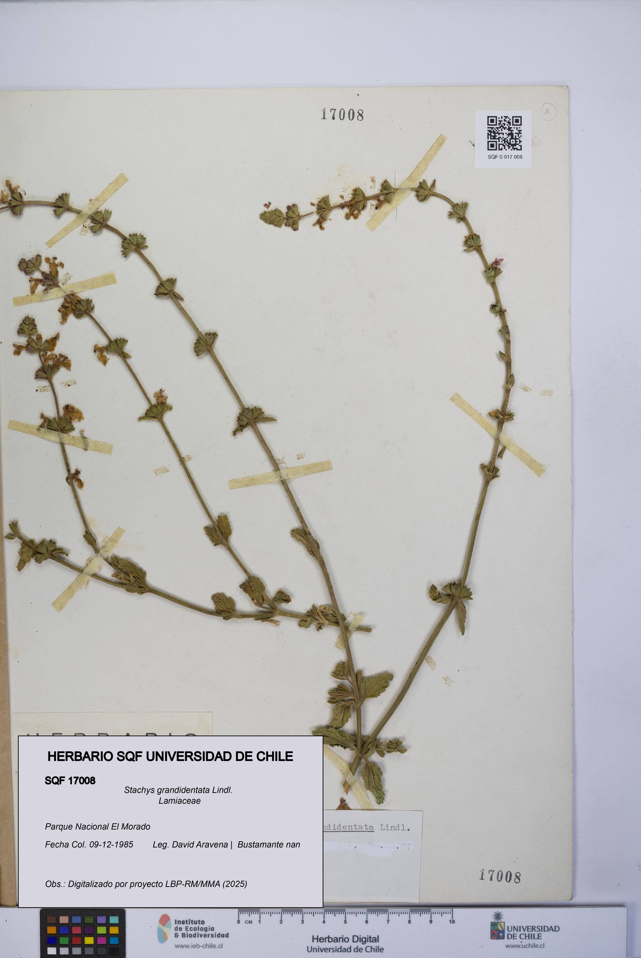 Stachys grandidentata [Espécimen: UCH:SQF:0017008]