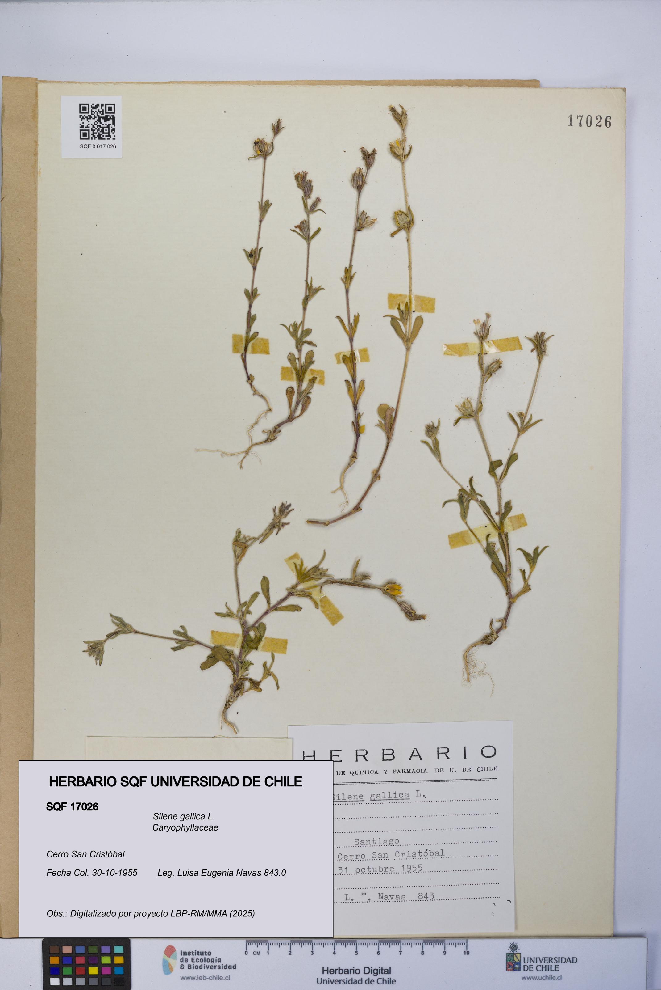 Silene gallica [Espécimen: UCH:SQF:0017026]