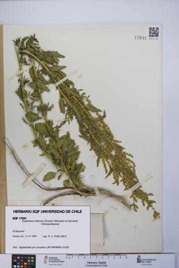 Dysphania chilensis [Espécimen: UCH:SQF:0017031]