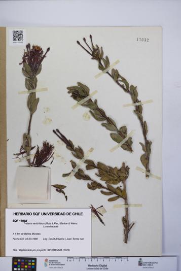 Tristerix verticillatus [Espécimen: UCH:SQF:0017032]