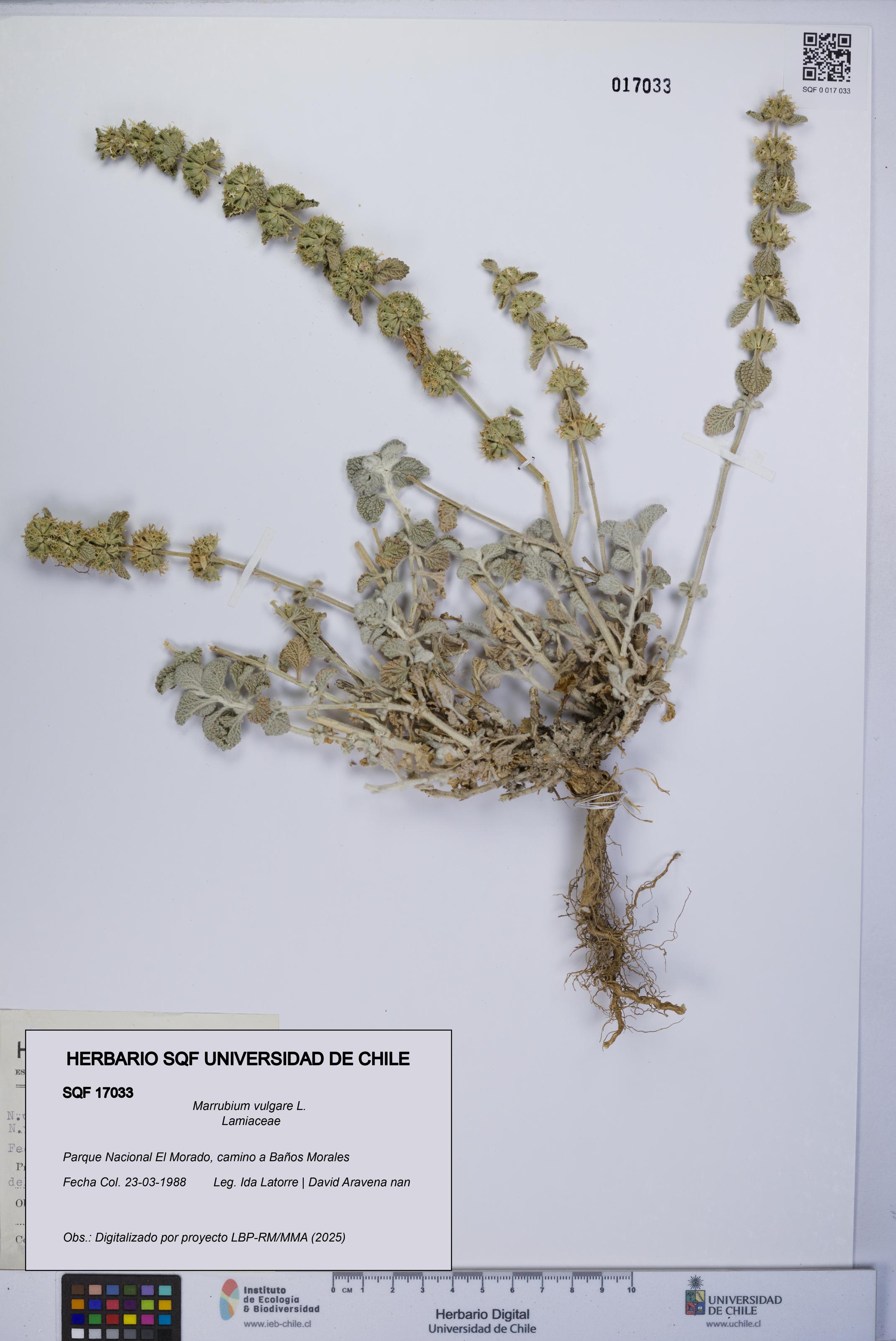 Marrubium vulgare [Espécimen: UCH:SQF:0017033]