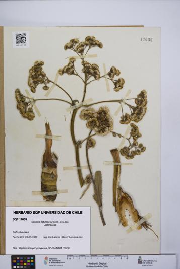 Senecio fistulosus [Espécimen: UCH:SQF:0017035]