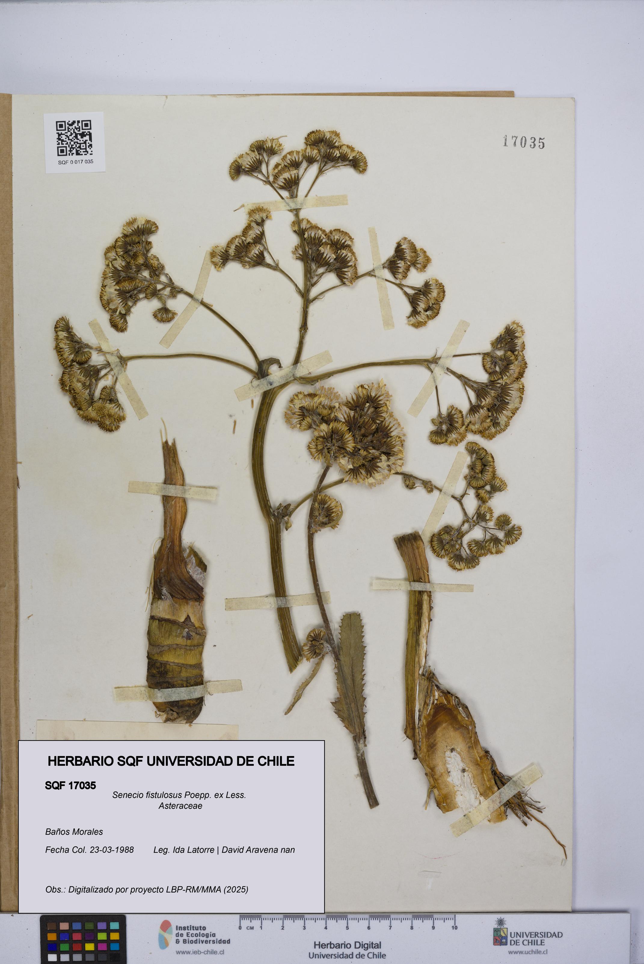 Senecio fistulosus [Espécimen: UCH:SQF:0017035]