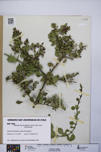 Retanilla trinervia [Espécimen: UCH:SQF:0017044]