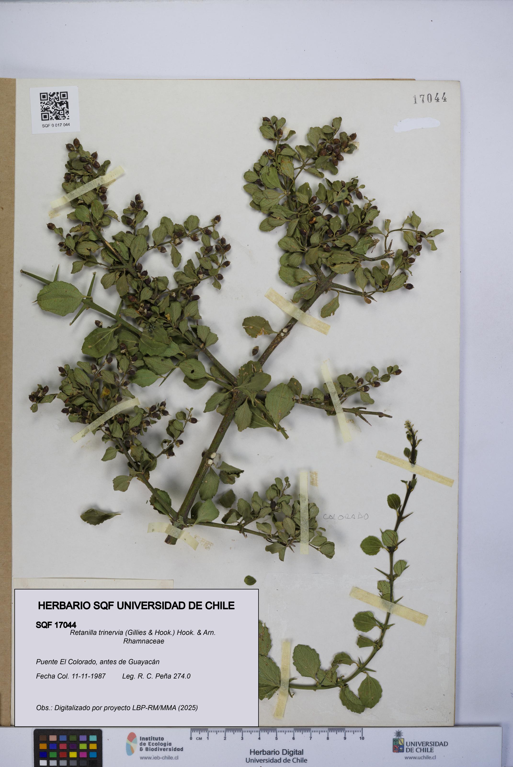 Retanilla trinervia [Espécimen: UCH:SQF:0017044]