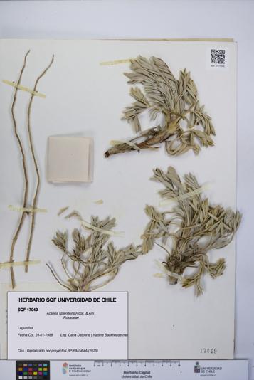 Acaena splendens [Espécimen: UCH:SQF:0017049]