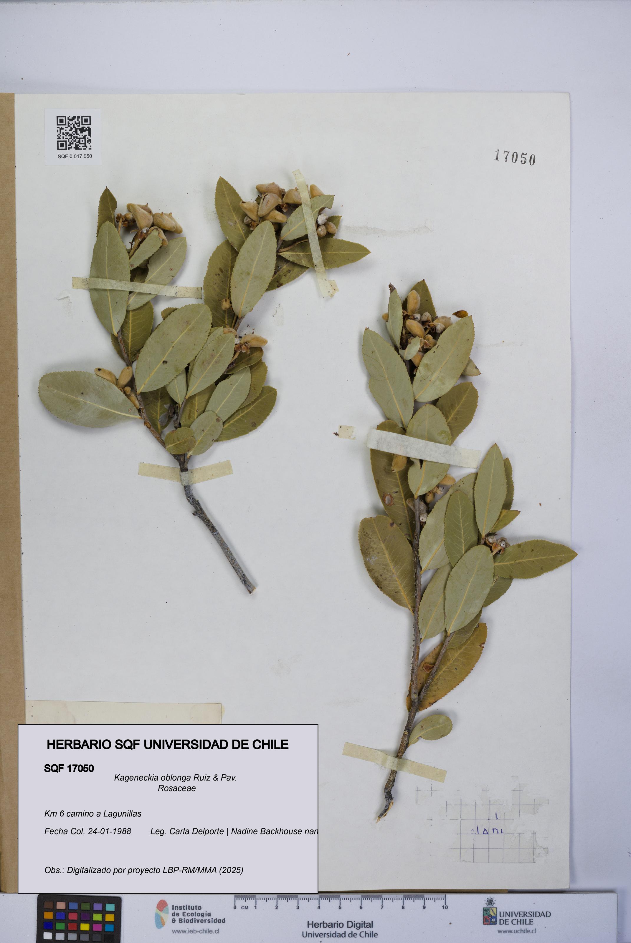 Kageneckia oblonga [Espécimen: UCH:SQF:0017050]