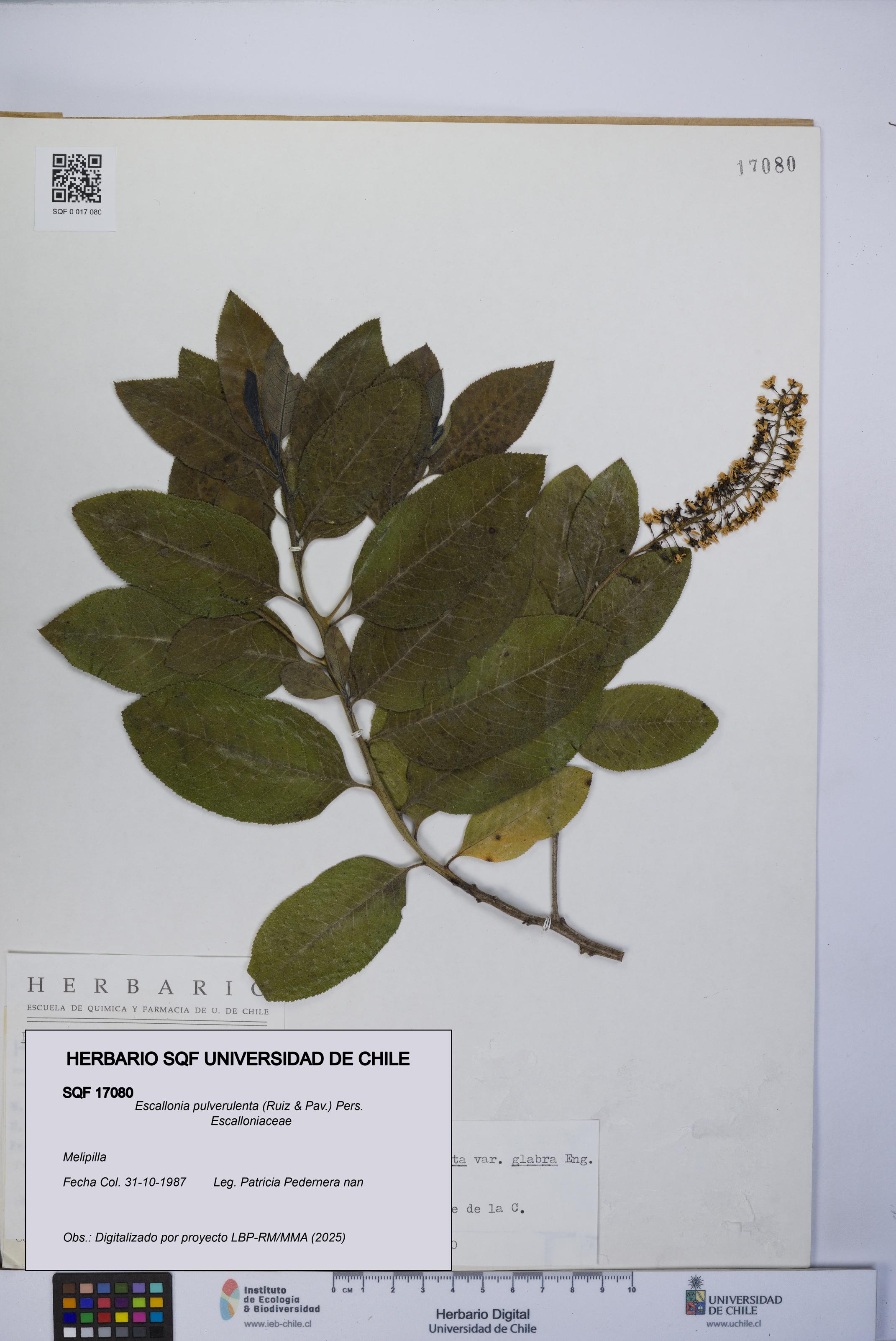 Escallonia pulverulenta [Espécimen: UCH:SQF:0017080]