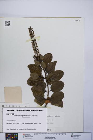 Escallonia pulverulenta [Espécimen: UCH:SQF:0017103]