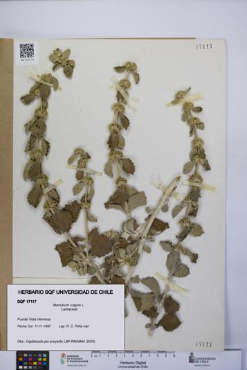 Marrubium vulgare [Espécimen: UCH:SQF:0017117]