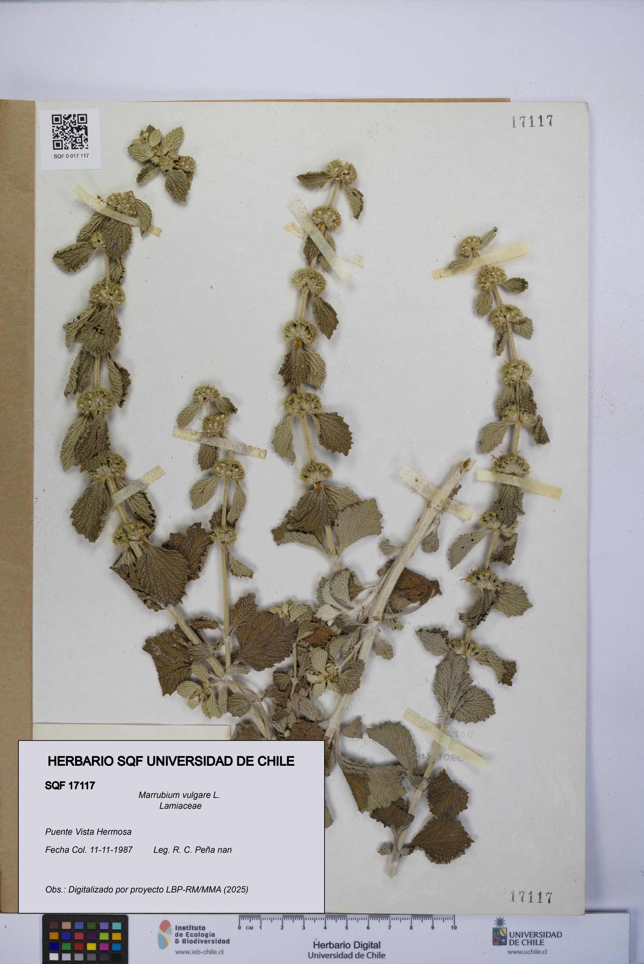 Marrubium vulgare [Espécimen: UCH:SQF:0017117]