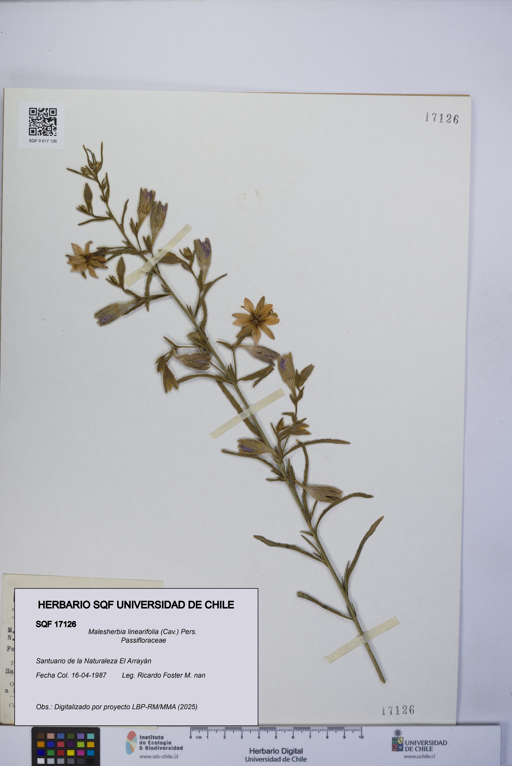 Malesherbia linearifolia [Espécimen: UCH:SQF:0017126]
