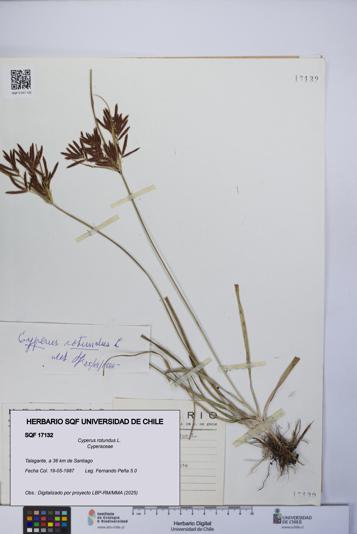 Cyperus rotundus [Espécimen: UCH:SQF:0017132]