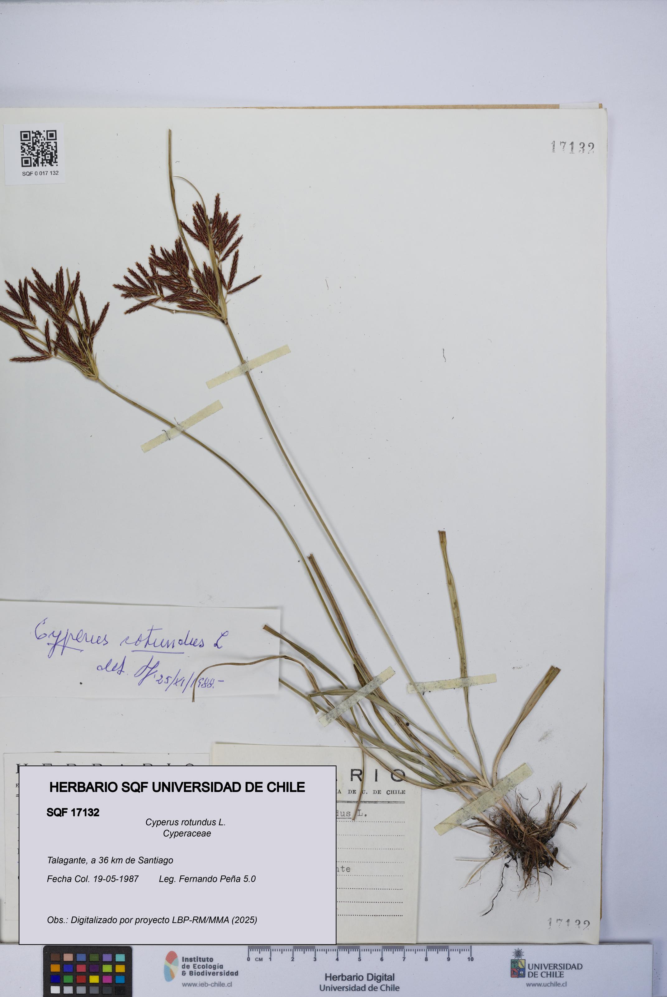 Cyperus rotundus [Espécimen: UCH:SQF:0017132]