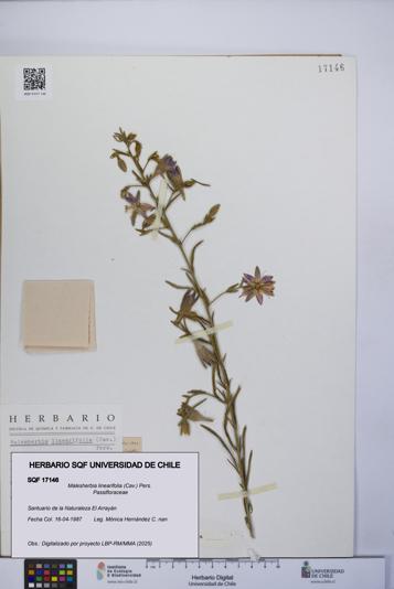 Malesherbia linearifolia [Espécimen: UCH:SQF:0017146]