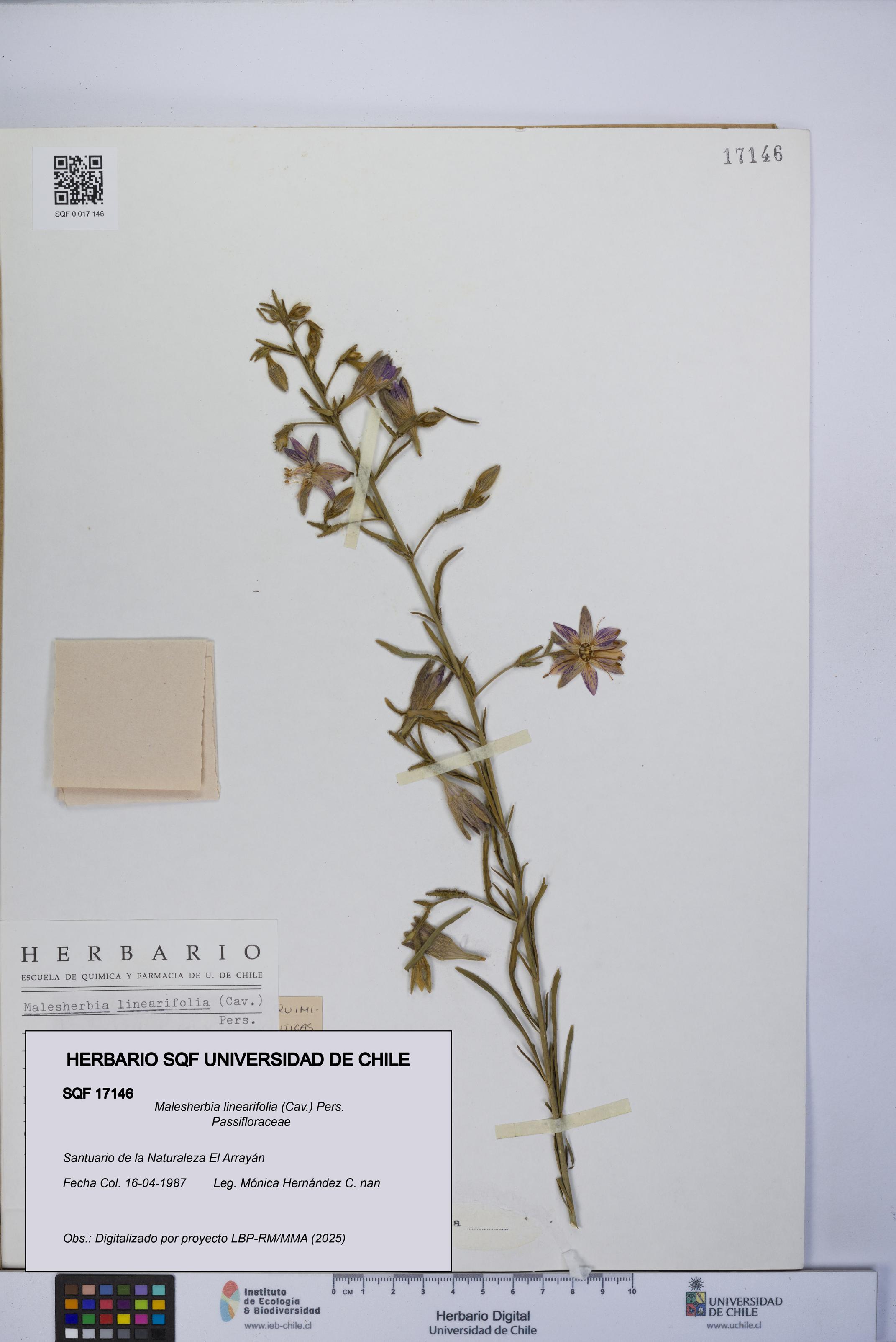 Malesherbia linearifolia [Espécimen: UCH:SQF:0017146]