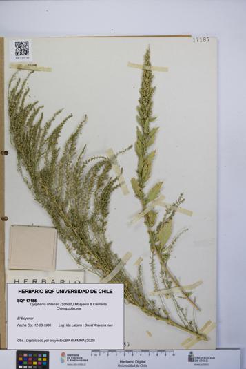 Dysphania chilensis [Espécimen: UCH:SQF:0017185]