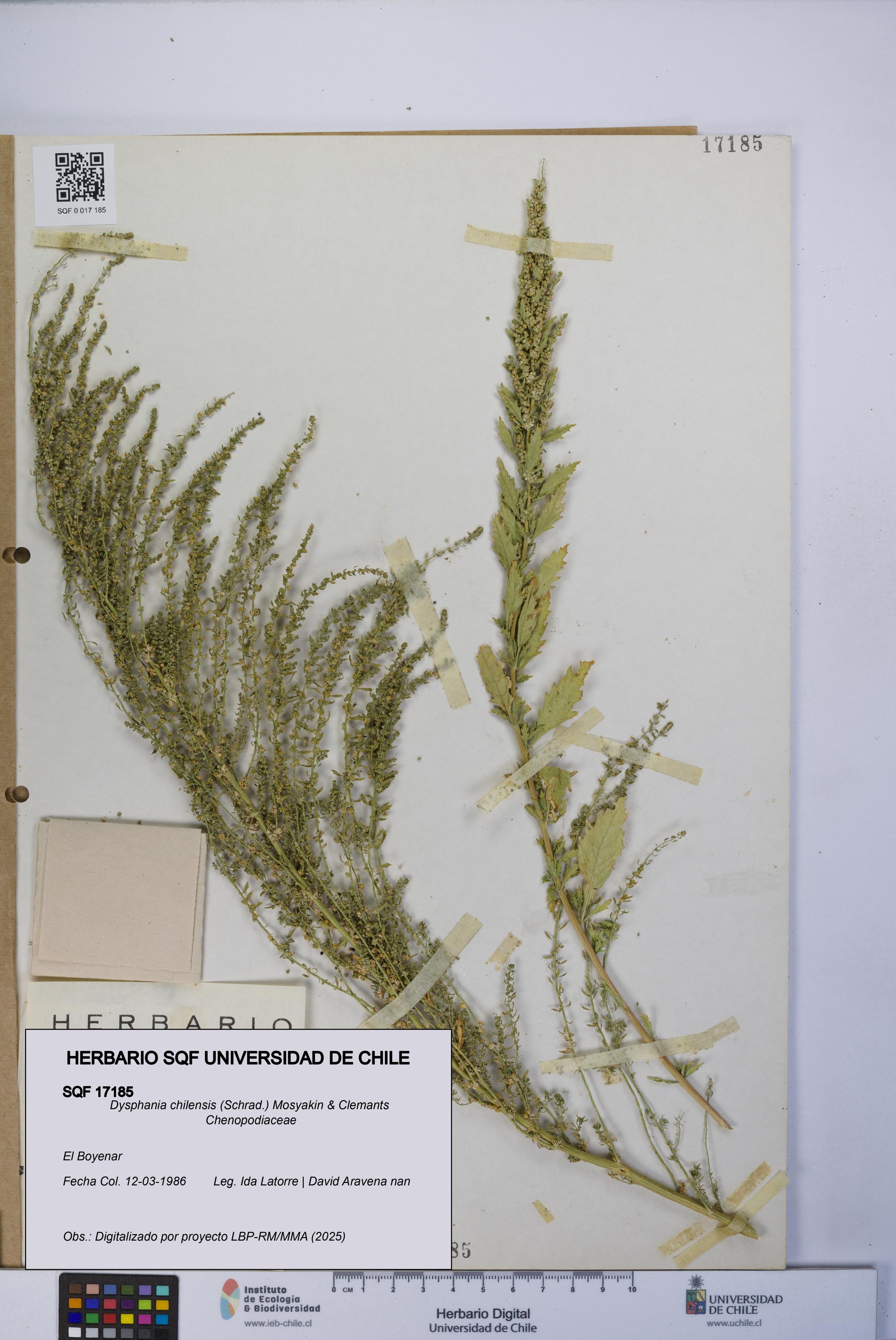 Dysphania chilensis [Espécimen: UCH:SQF:0017185]