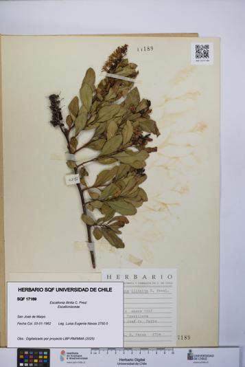 Escallonia illinita [Espécimen: UCH:SQF:0017189]