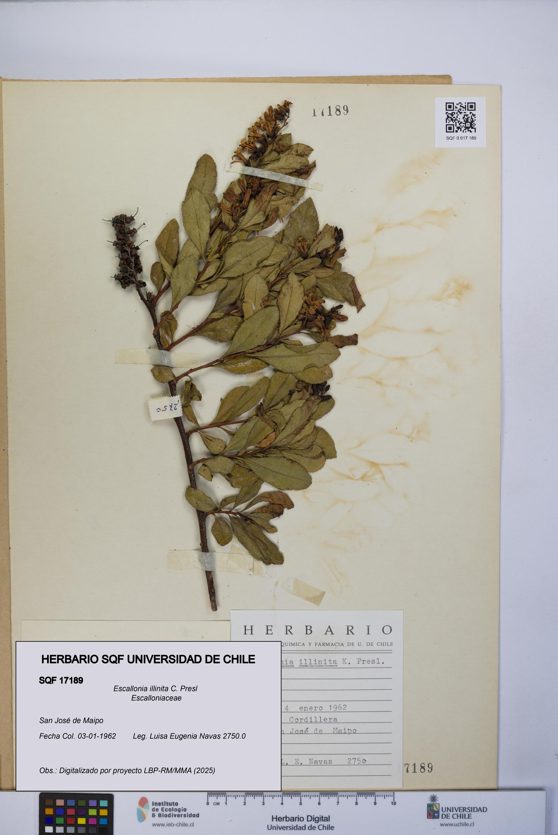 Escallonia illinita [Espécimen: UCH:SQF:0017189]