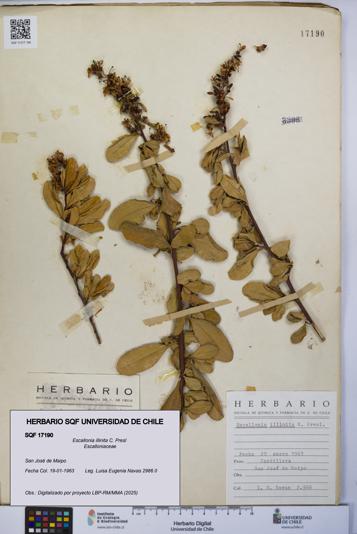 Escallonia illinita [Espécimen: UCH:SQF:0017190]