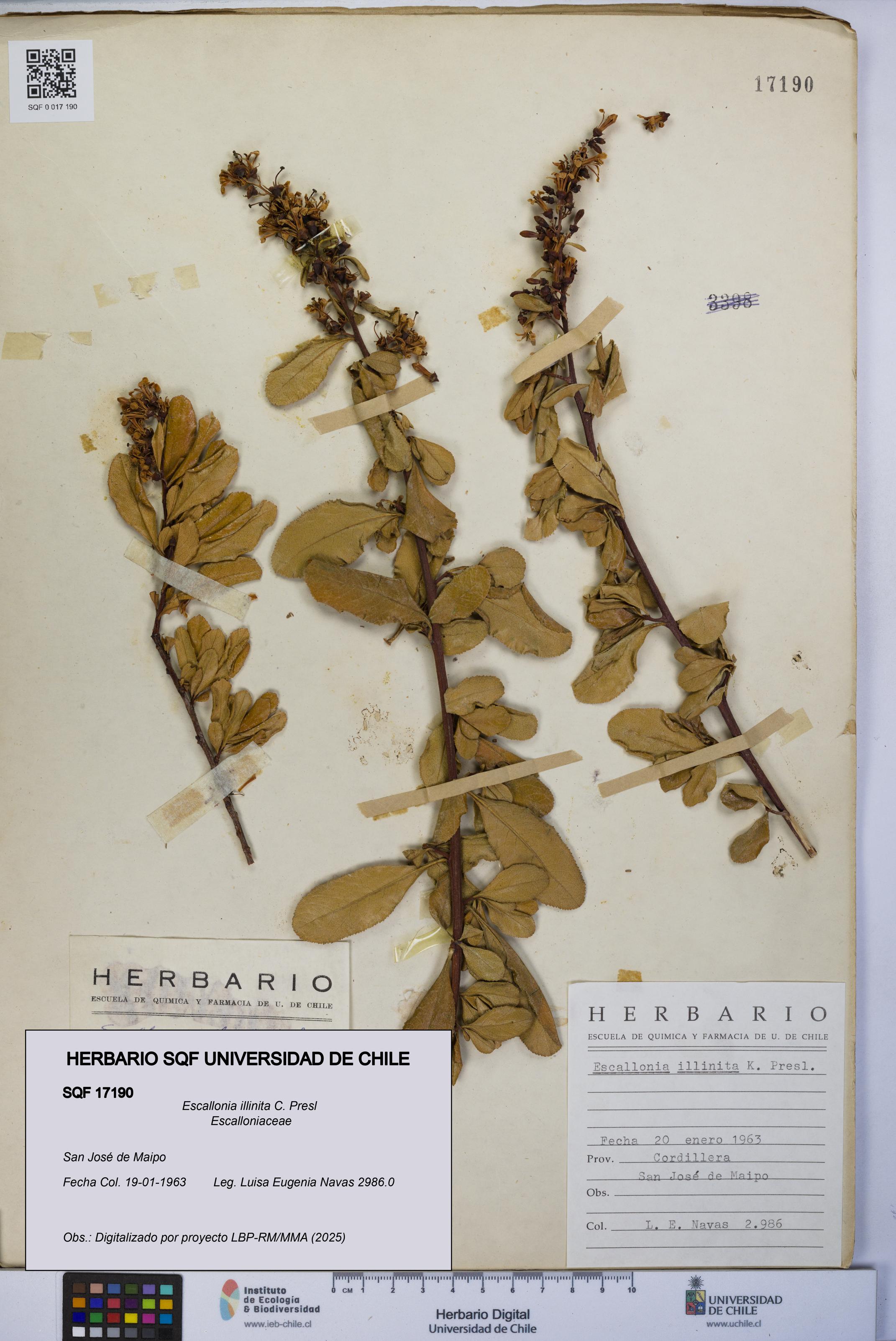 Escallonia illinita [Espécimen: UCH:SQF:0017190]