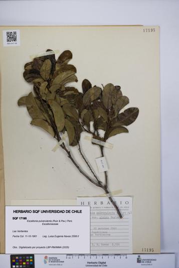 Escallonia pulverulenta [Espécimen: UCH:SQF:0017195]