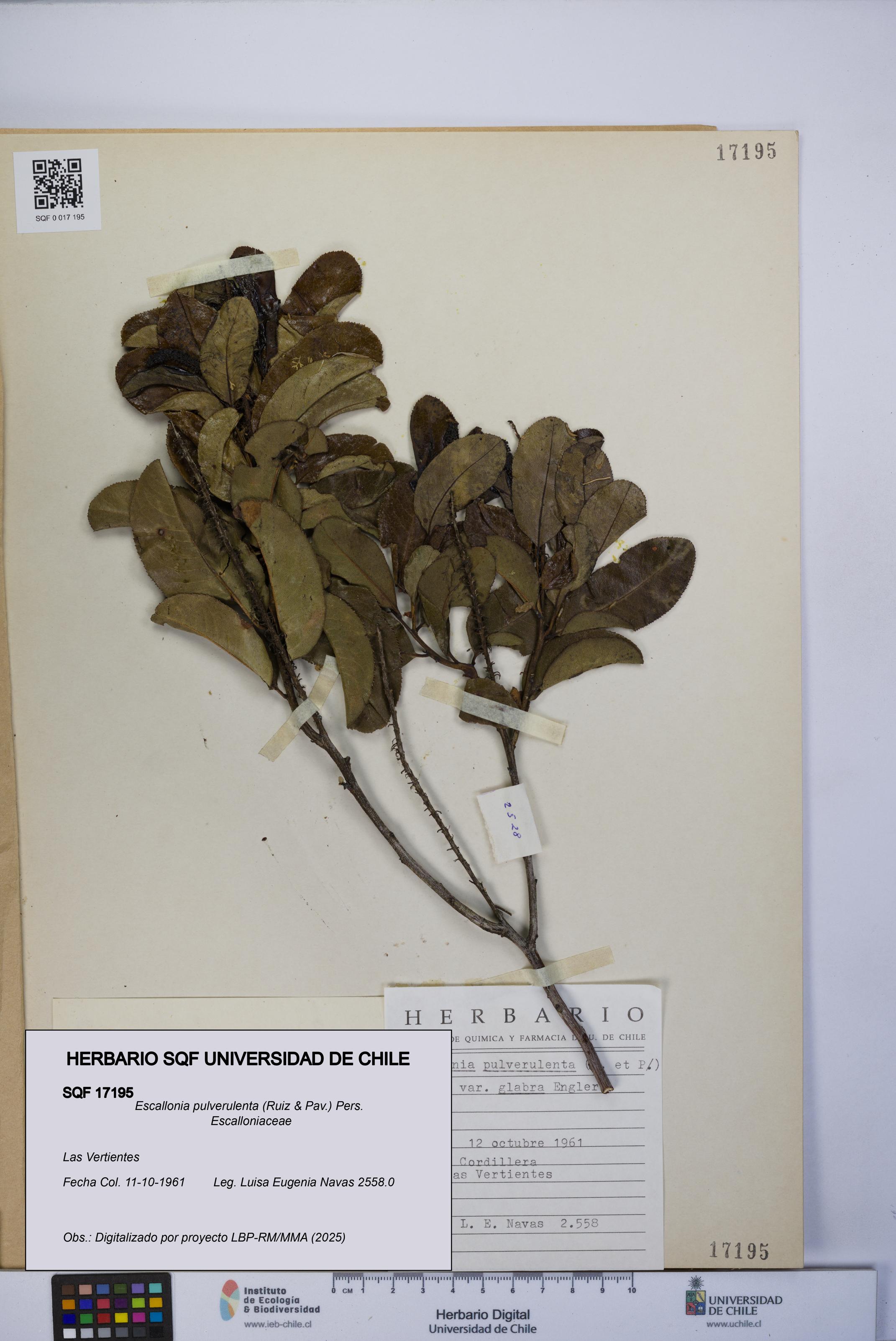 Escallonia pulverulenta [Espécimen: UCH:SQF:0017195]