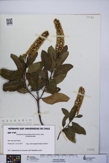 Escallonia pulverulenta [Espécimen: UCH:SQF:0017197]