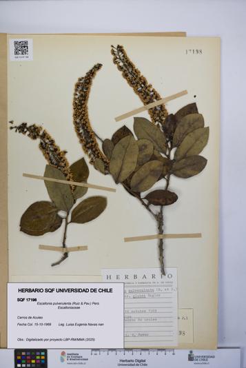 Escallonia pulverulenta [Espécimen: UCH:SQF:0017198]