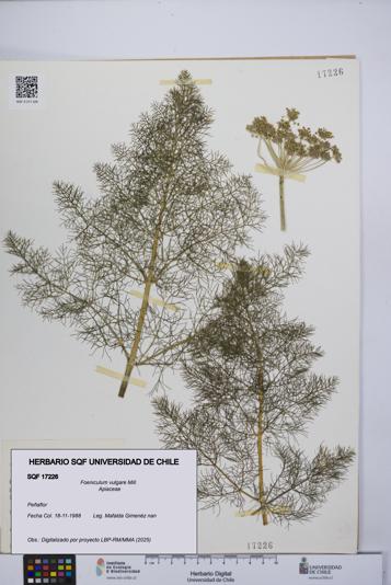 Foeniculum vulgare [Espécimen: UCH:SQF:0017226]